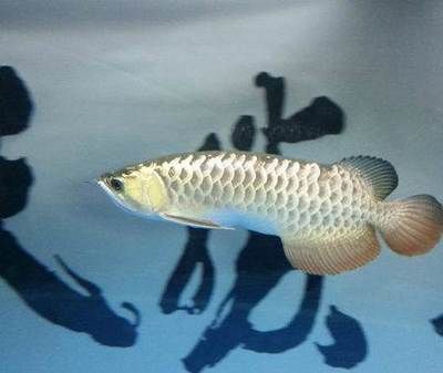 過背金龍魚又分為哪幾種（什么是過背金龍魚） 過背金龍魚又分為哪幾種（什么是過背金龍魚） 龍魚百科 第2張