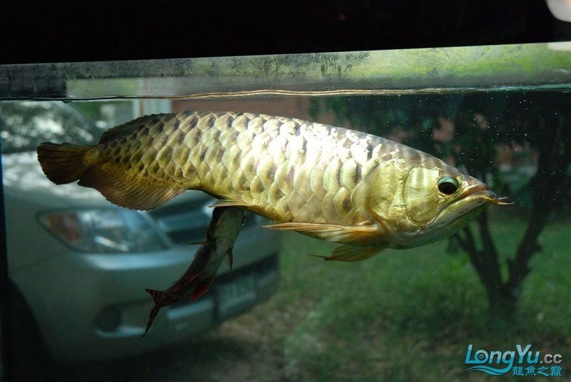 金龍魚用什么燈照，金龍魚用什么燈照的燈照的信息：金龍魚用什么燈照金龍魚用什么燈照