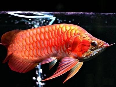 如何辨別紅龍魚血統純正：如何辨別紅龍魚的血統純正