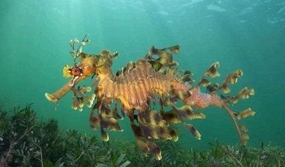 龍魚是海里的嗎：龍魚是淡水魚，而不是海魚