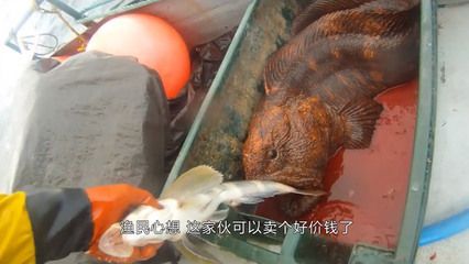 龍魚是海里的嗎：龍魚是淡水魚，而不是海魚