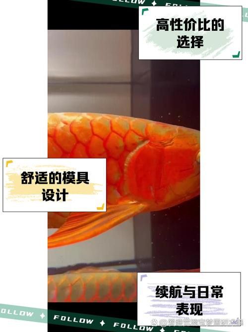 紅龍魚排行榜圖片大全高清視頻