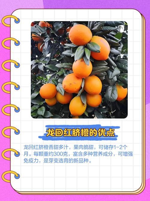 紅龍魚排行榜圖片大全高清視頻