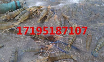 在哪里可以買到龍魚(yú)苗？：在哪里可以買到龍魚(yú)苗 在哪里可以買到龍魚(yú)苗？：在哪里可以買到龍魚(yú)苗 龍魚(yú)百科 第2張