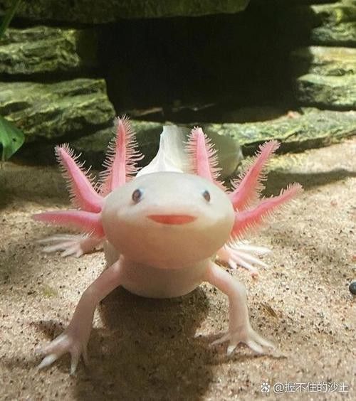 播放恐龍魚的照片