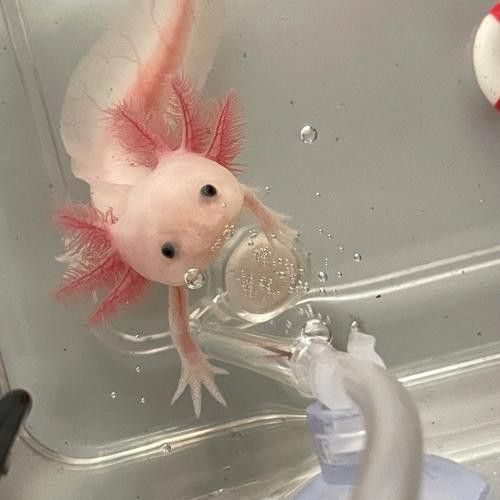 播放恐龍魚的照片