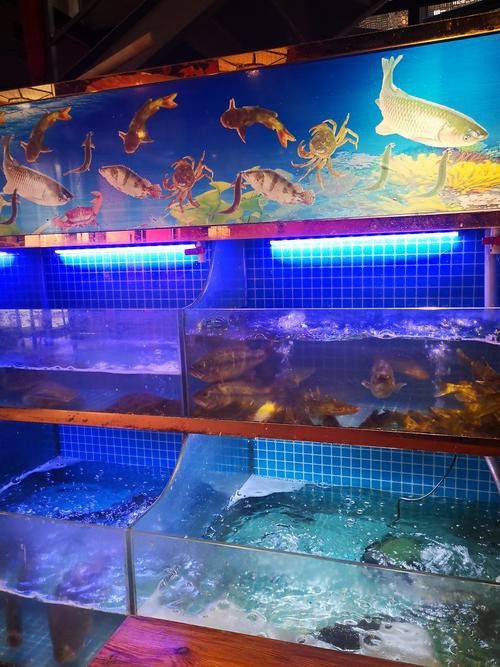 云浮龍魚專賣店