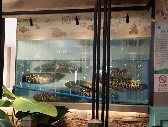 云浮龍魚專賣店
