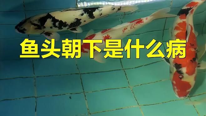 龍魚頭朝上尾朝下如何緊急處理？