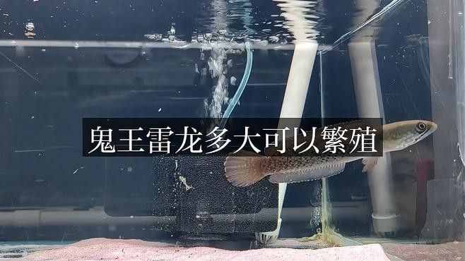 鬼王雷龍繁殖周期是多久？ 鬼王雷龍繁殖周期是多久？ 龍魚百科 第1張