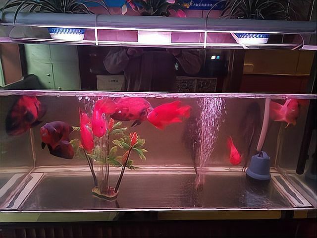 金龍魚膽子小怎么解決 金龍魚膽子小怎么解決 龍魚百科 第3張