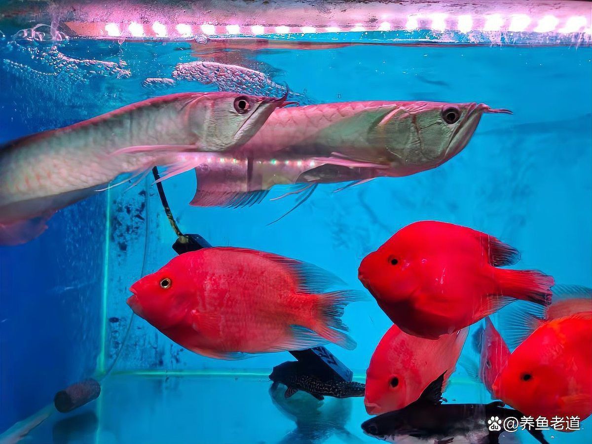金龍魚膽子小怎么解決 金龍魚膽子小怎么解決 龍魚百科 第9張
