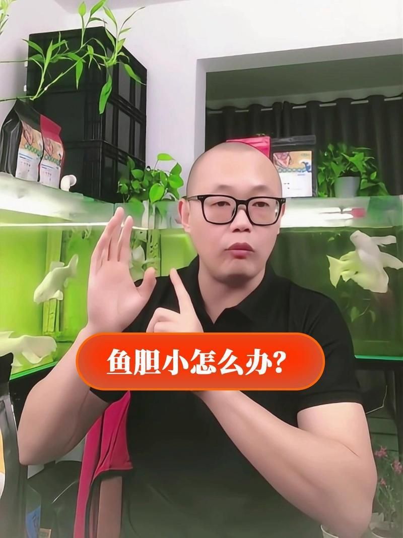 金龍魚膽子小怎么解決 金龍魚膽子小怎么解決 龍魚百科 第11張