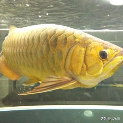 龍魚入門知識