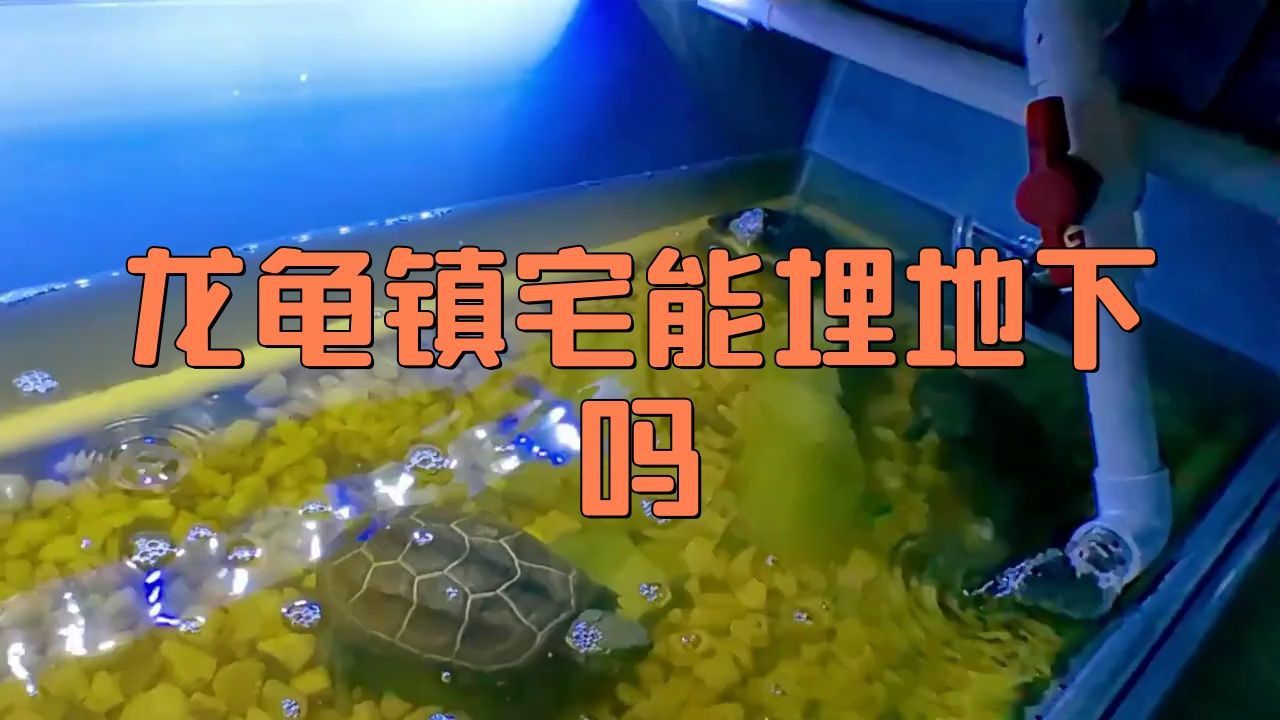 龍龜埋地下有哪些具體案例？