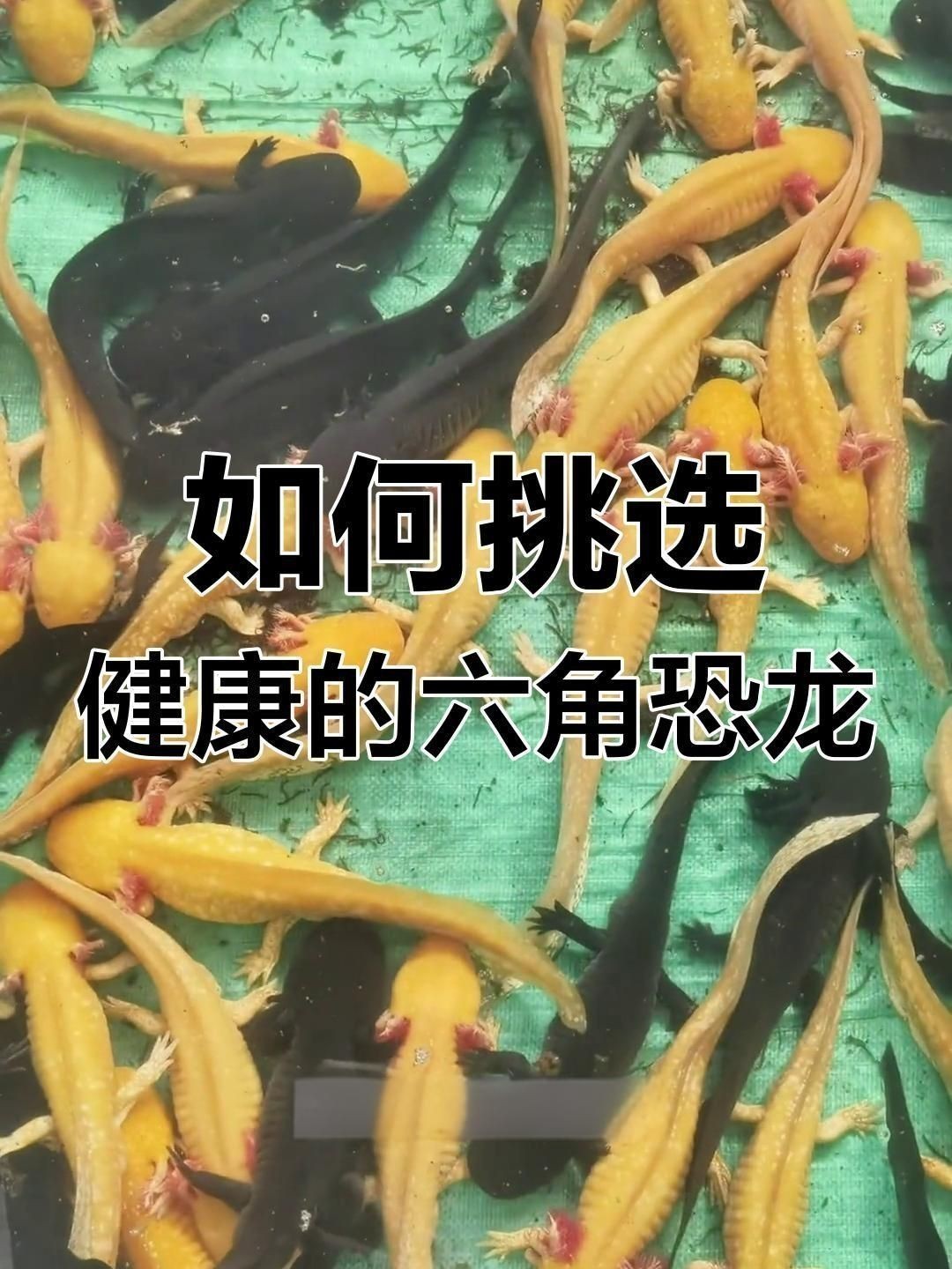 如何判斷六角恐龍是否健康？