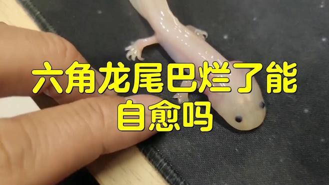 如何判斷龍魚是否患有爛鰭爛尾？