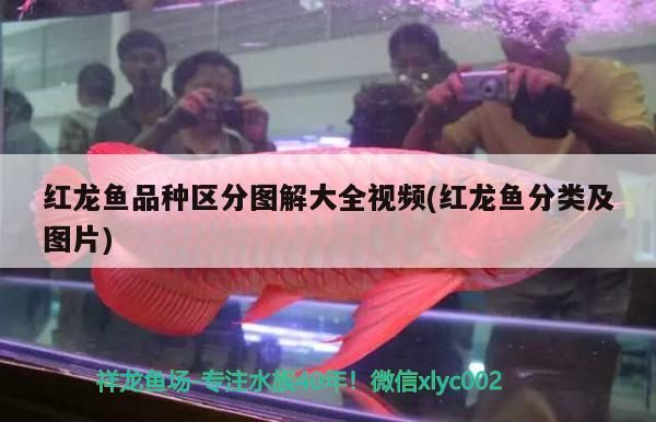什么魚可以清潔魚缸底部（哪些魚可以清潔魚缸）