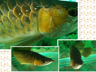 家里掛一條金龍魚好嗎（在家里掛金龍魚畫是好的，尤其是需要補(bǔ)水中所缺的人來說）