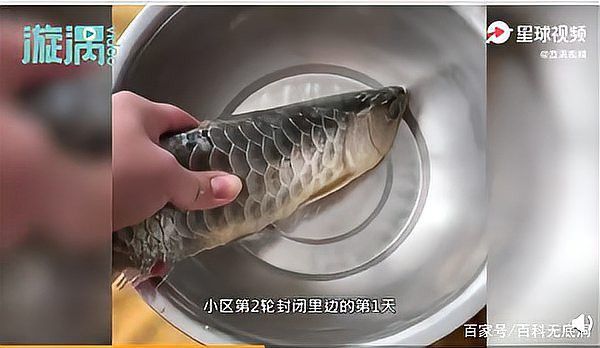 石家莊男子把金龍魚吃了是真的嗎
