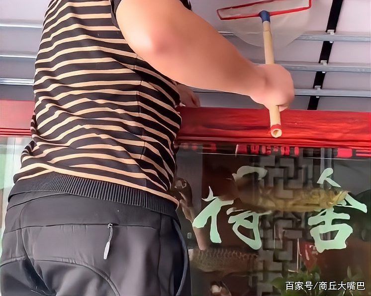 石家莊男子把金龍魚吃了是真的嗎