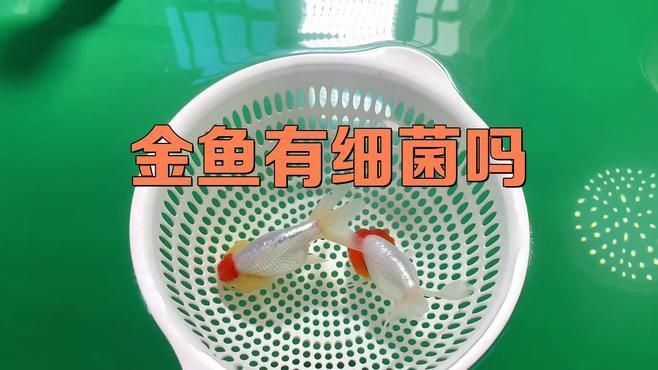 魚缸水中有哪些常見的致病細菌？ 魚缸水中有哪些常見的致病細菌？ 龍魚百科 第3張