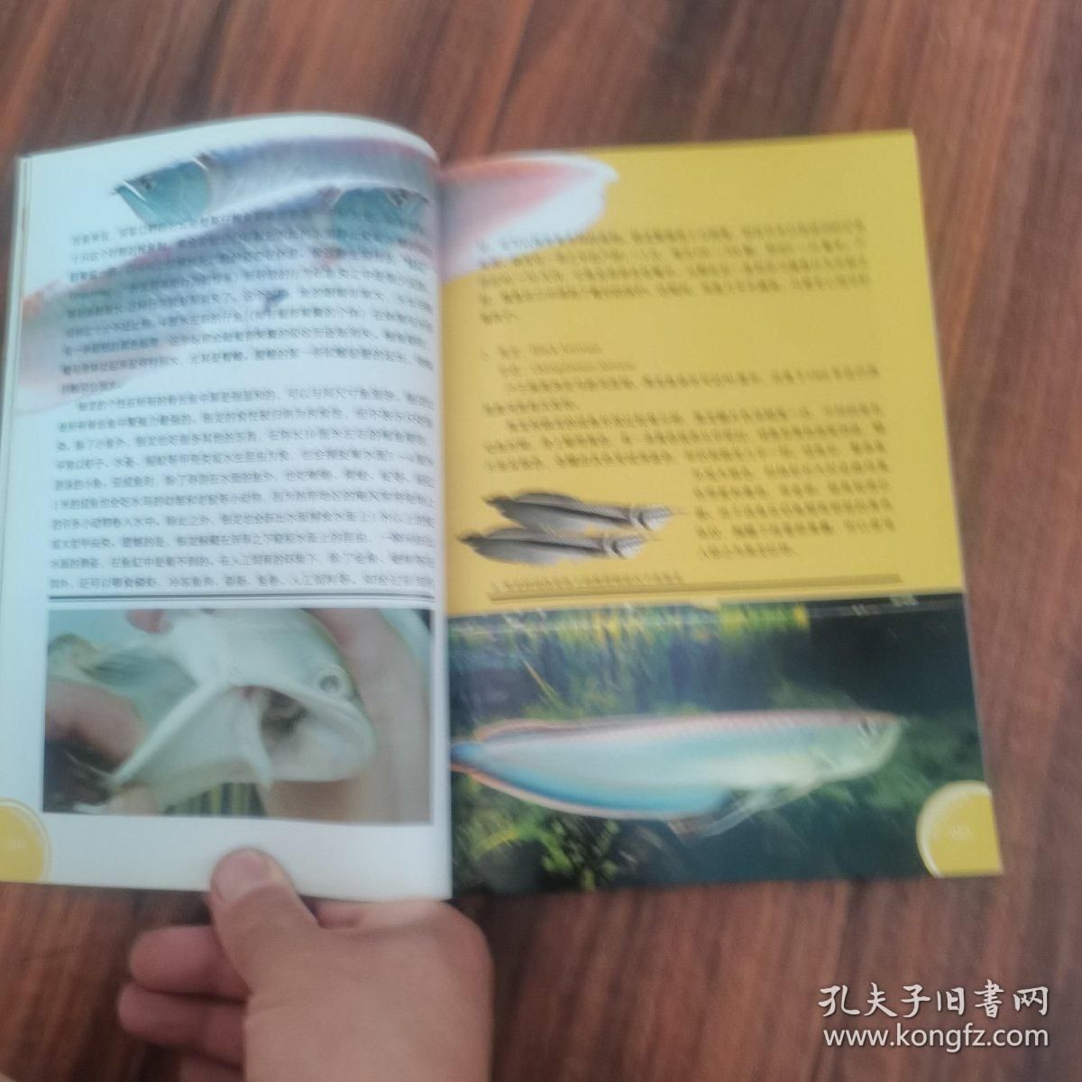 龍魚的養殖與鑒賞：關于龍魚養殖與鑒賞和鑒賞和鑒賞龍魚的詳細信息
