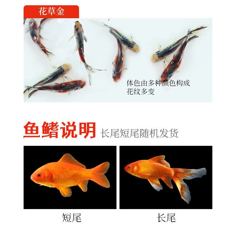 龍魚飼料魚混養怎么樣：龍魚混養飼料選擇指南