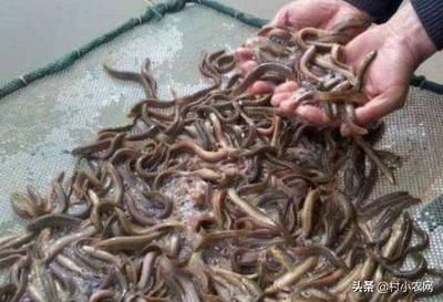 泥鰍給龍魚吃怎么消毒:喂食龍魚泥鰍時應該如何處理 龍魚百科 第3張 泥鰍給龍魚吃怎么消毒:喂食龍魚泥鰍時應該如何處理 泥鰍給龍魚吃怎么消毒:喂食龍魚泥鰍時應該如何處理 龍魚百科 第3張