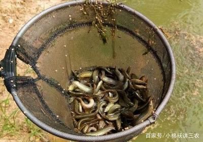 泥鰍給龍魚吃怎么消毒:喂食龍魚泥鰍時應該如何處理 龍魚百科 第1張 泥鰍給龍魚吃怎么消毒:喂食龍魚泥鰍時應該如何處理 泥鰍給龍魚吃怎么消毒:喂食龍魚泥鰍時應該如何處理 龍魚百科 第1張
