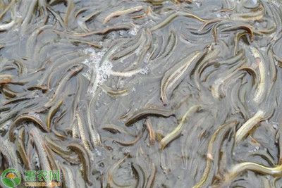 泥鰍給龍魚吃怎么消毒:喂食龍魚泥鰍時應該如何處理 龍魚百科 第2張 泥鰍給龍魚吃怎么消毒:喂食龍魚泥鰍時應該如何處理 泥鰍給龍魚吃怎么消毒:喂食龍魚泥鰍時應該如何處理 龍魚百科 第2張