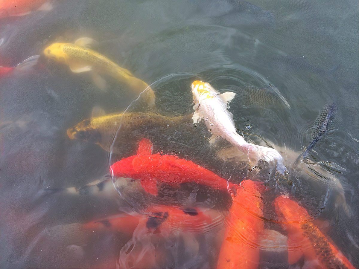 龍魚交叉感染后還能恢復嗎？