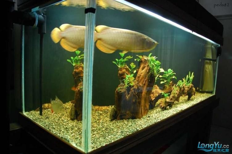 大型龍魚缸造景圖片高清