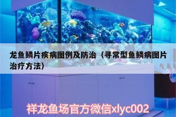 龍魚鱗片疾病祥龍漁場：祥龍漁場龍魚品種介紹，龍魚疾病早期識別方法