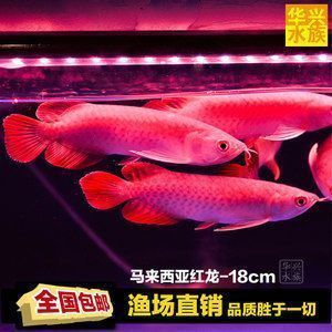 龍魚價格排名榜：2018年龍魚價格排名榜