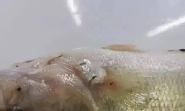 金龍魚紫羅蘭底好不好：紫羅蘭金龍魚，哪個品種最好？ 金龍魚紫羅蘭底好不好：紫羅蘭金龍魚，哪個品種最好？ 龍魚百科 第2張