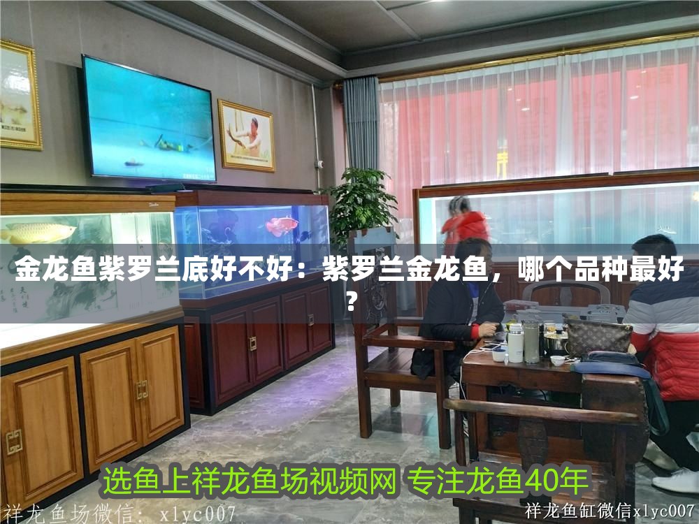 金龍魚紫羅蘭底好不好：紫羅蘭金龍魚，哪個品種最好？