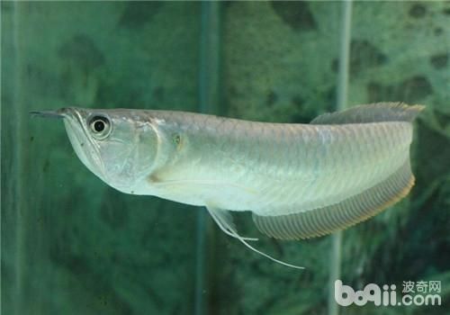 紅龍魚成魚期需要多大的魚缸？
