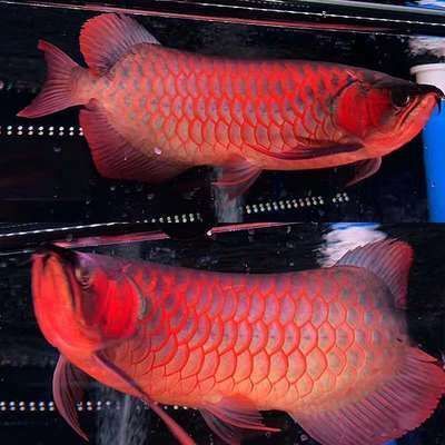 紅龍魚開箱（關于紅龍魚的一些詳細信息）