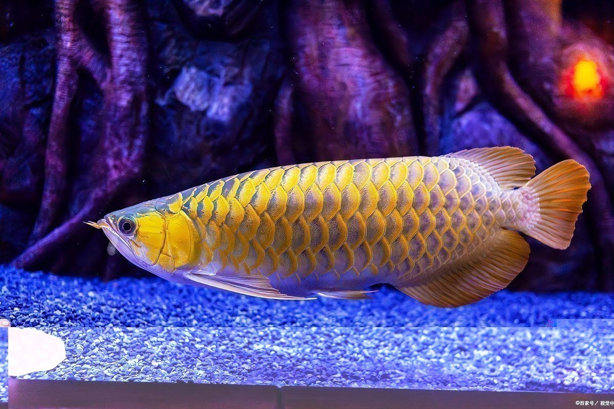 龍魚腹部腫脹能自愈嗎？ 龍魚腹部腫脹能自愈嗎？ 龍魚百科 第2張