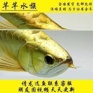 龍魚喂活魚怎么避免寄生蟲：喂養(yǎng)龍魚時使用活魚餌料是一種常見的做法然而活魚可能攜帶細(xì)菌