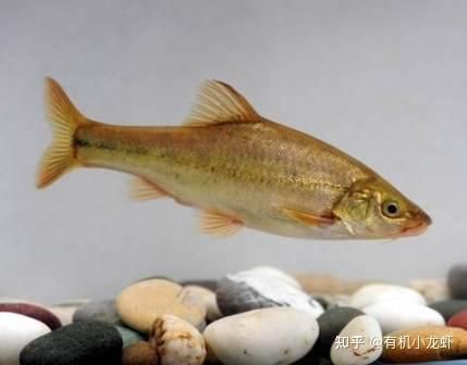 金線魚毒性有多強