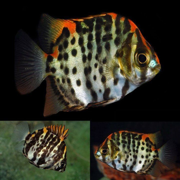 金線魚毒性有多強(qiáng)