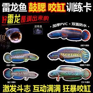 怎么訓(xùn)練龍魚兇猛性（如何訓(xùn)練龍魚的兇猛性）
