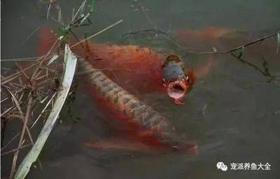 龍魚的養(yǎng)殖原因是多方面的，養(yǎng)殖龍魚的原因是多方面的：為什么很多人養(yǎng)龍魚？