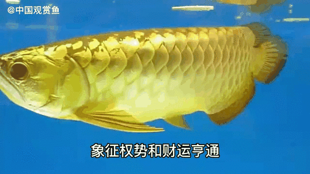 有沒有推薦的5D動態金龍魚壁紙資源？
