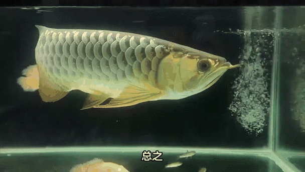 有沒有推薦的5D動態金龍魚壁紙資源？
