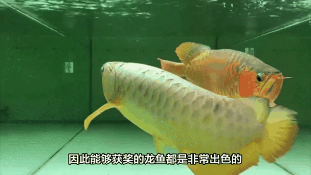 有沒有推薦的5D動態金龍魚壁紙資源？