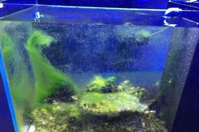 龍魚吃土霉素用量多少：土霉素治療龍魚疾病的注意事項(xiàng) 龍魚吃土霉素用量多少：土霉素治療龍魚疾病的注意事項(xiàng) 龍魚百科 第2張