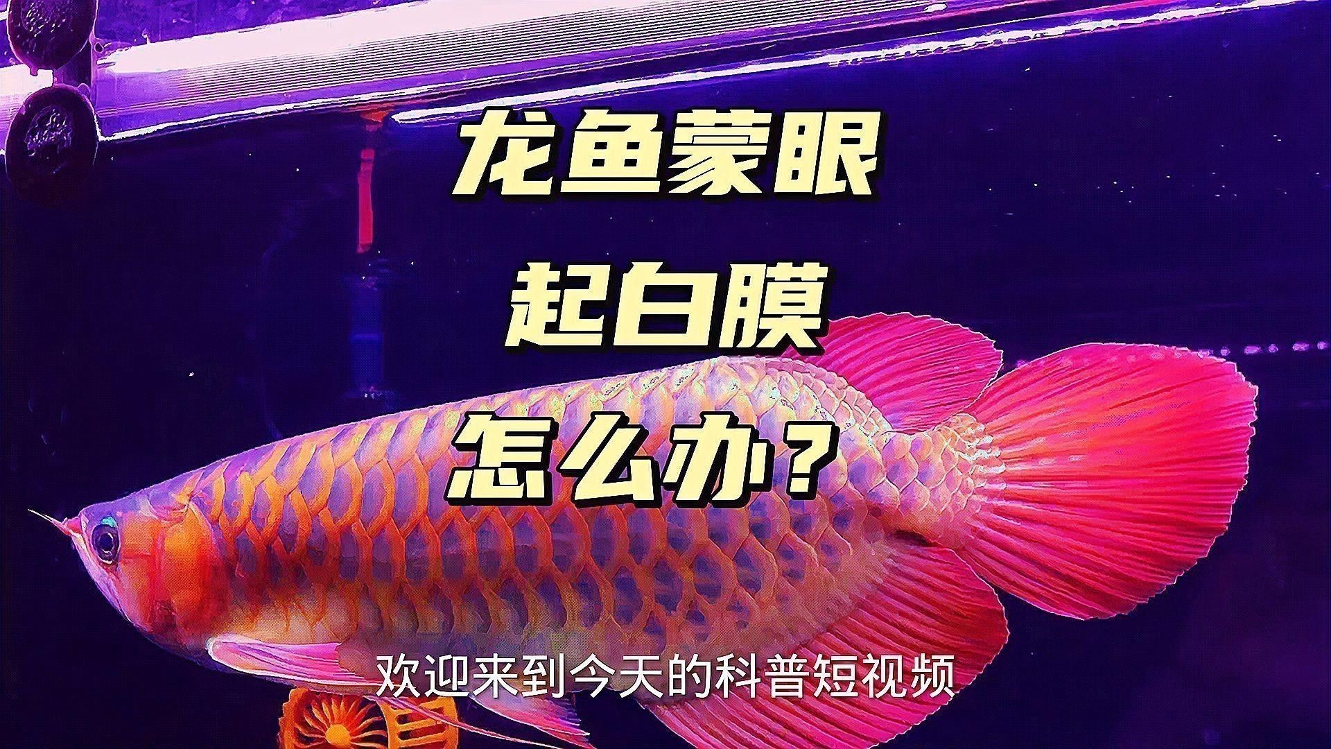 龍魚蒙眼病復發后如何治療？ 龍魚蒙眼病復發后如何治療？ 龍魚百科 第2張